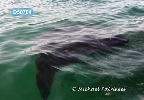 Giant Manta Ray (Mobula birostris)